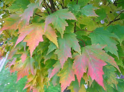 Tree Profile for the Karpick Red Maple - Urban Forest Nursery, Inc.