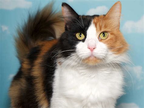 What Do You Call an Orange and Black Cat? A Guide to Popular Breeds ...