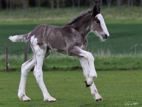 Delight as heavy horse centre welcomes rare black Clydesdale filly - Horse & Hound