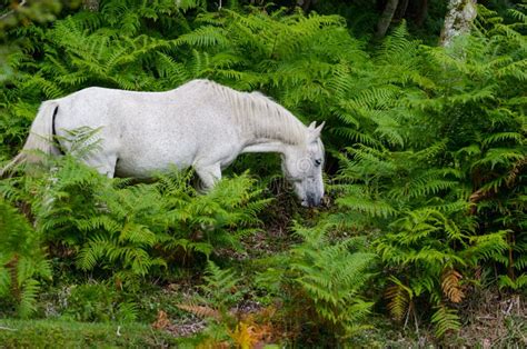 A Portrait of a Wild New Forest Pony, One of the Recognised Mountain and Moorland or Native Pony ...