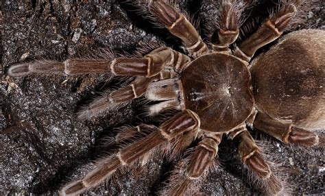 Goliath bird-eating tarantula | Smithsonian's National Zoo and ...