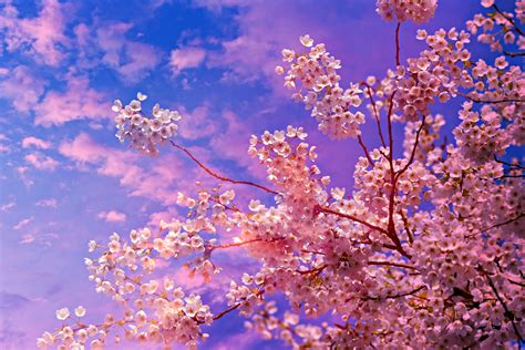 Cherry Blossom Tree Wallpaper Desktop