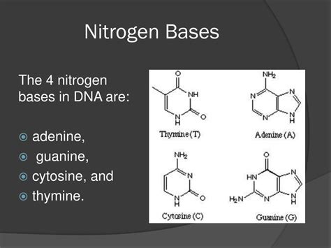 The Nitrogenous Bases Used In Protein Synthesis – We Are Eaton