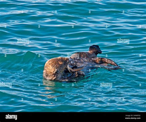 Sea otter eating hi-res stock photography and images - Alamy