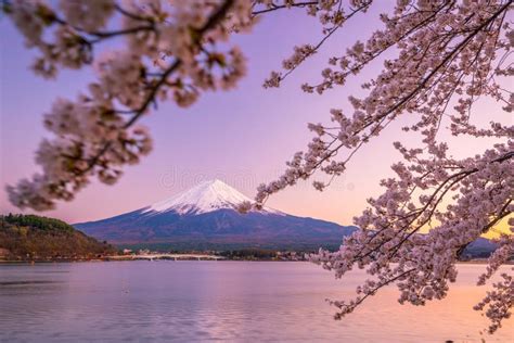 Mount Fuji with Cherry Blossom Sakura, View from Lake Kawaguchiko Stock Photo - Image of sunset ...