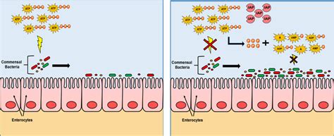 Gut microbiota live in symbiosis with the host. The brush border enzyme... | Download Scientific ...