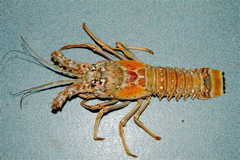 Caribbean spiny lobster - Panulirus argus image - Free stock photo - Public Domain photo - CC0 ...