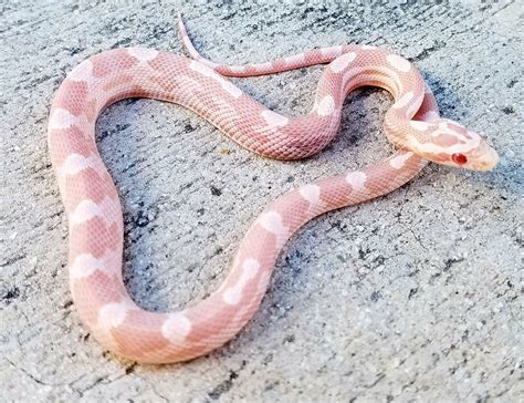 Coral Snow Corn Snakes for sale | Snakes at Sunset