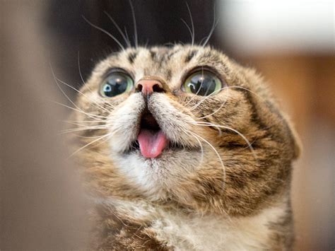 Cats Making Funny Faces