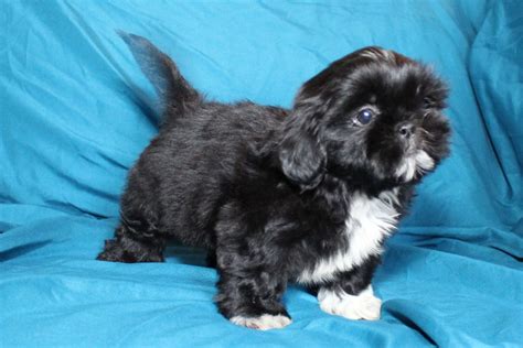 Available Shih Tzu Puppies For Sale – NorthViewShihTzus.com