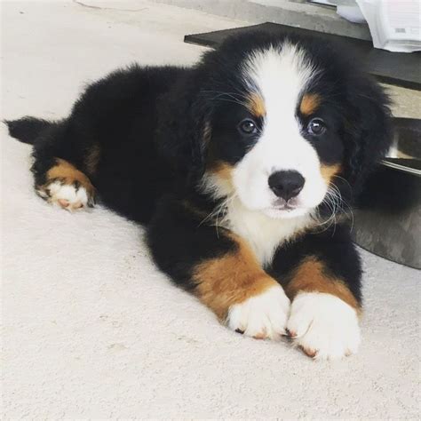 Bernese Mountain Dog Puppies