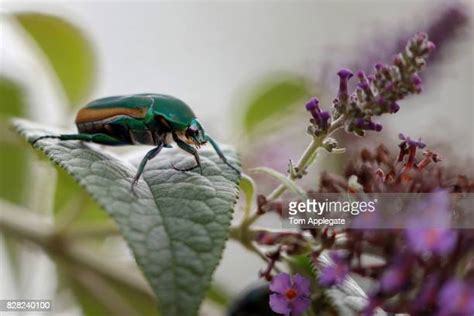 220 Green Beetle Purple Flowers Stock Photos, High-Res Pictures, and Images - Getty Images