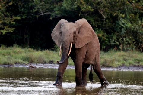 Congo Wildlife – Ramdas Iyer Photography