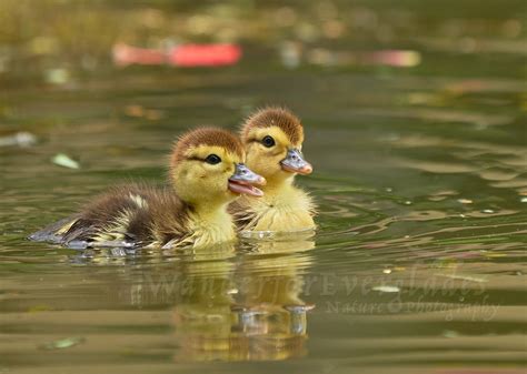 Swimming Little Ducklings Cute Baby Duck Picture, Florida Wildlife Photography, Fine Art Nature ...