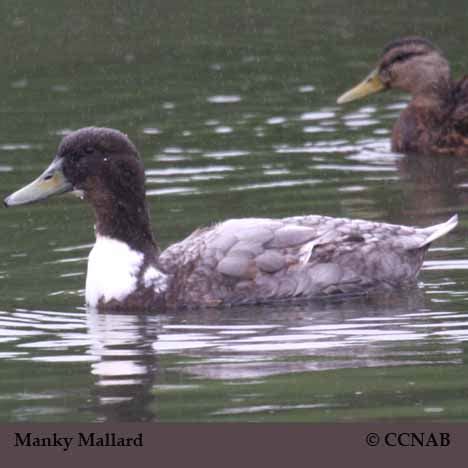 Manky Mallard (Anas platyrhynchos) - North American Domesticated Ducks ...