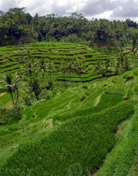 Rice Terraces near Ubud town , Bali, Indonesia 1356412 Stock Photo at ...