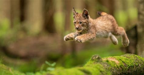 What’s a Baby Lynx Called + 4 More Amazing Facts! - A-Z Animals