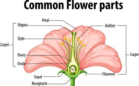 Diagram Of Flower Anatomy | Best Flower Site