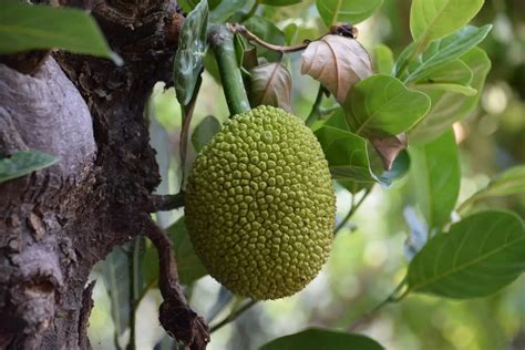 Goa's Agriculture Directorate Promotes Jackfruit Cultivation Following Successful 'Nachneachem ...