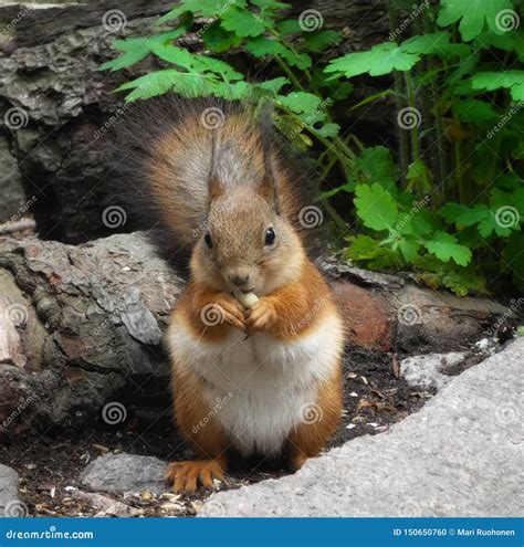 Squirrel eating peanuts stock photo. Image of squirrellovers - 150650760