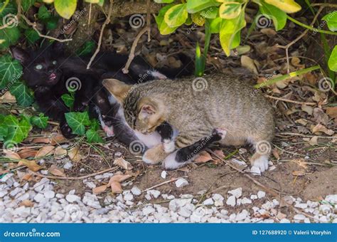 Beautiful Kittens Playing Together and Each with Himself Stock Photo - Image of green, kitten ...