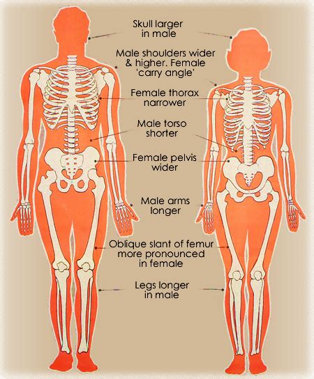 Female Human Skeleton Diagram