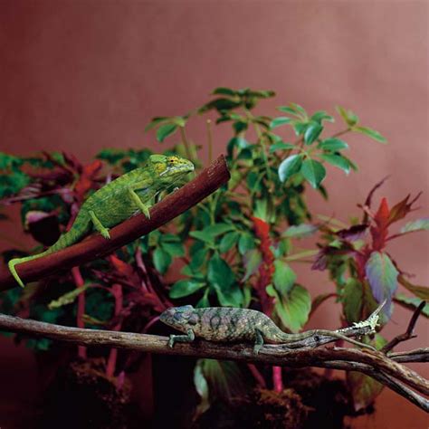 Carpet Chameleon Care Tips - Reptiles Magazine