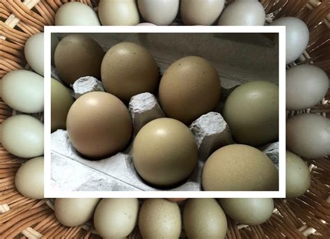 Olive Egger Eggs (1 Dozen) | Spectrum Poultry