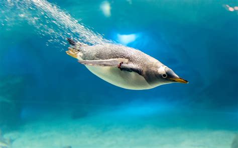 animals, Penguins, Birds, Underwater Wallpapers HD / Desktop and Mobile ...