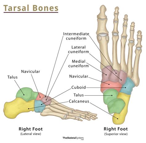 Tarsal Bone Diagram