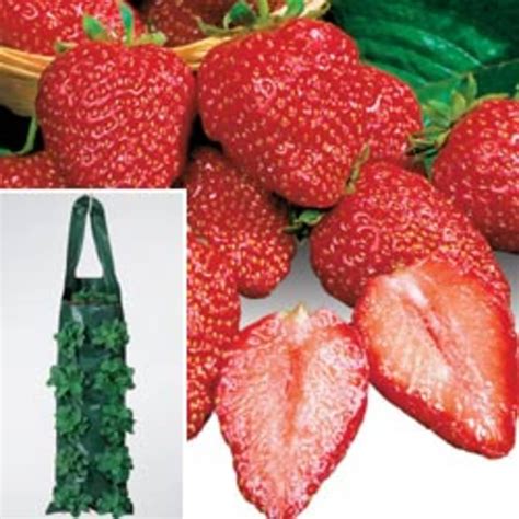 Good Idea: Growing Strawberries in Hanging Bags | Kitchn