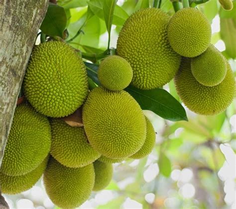 Jackfruit Farming Information Guide | Agri Farming