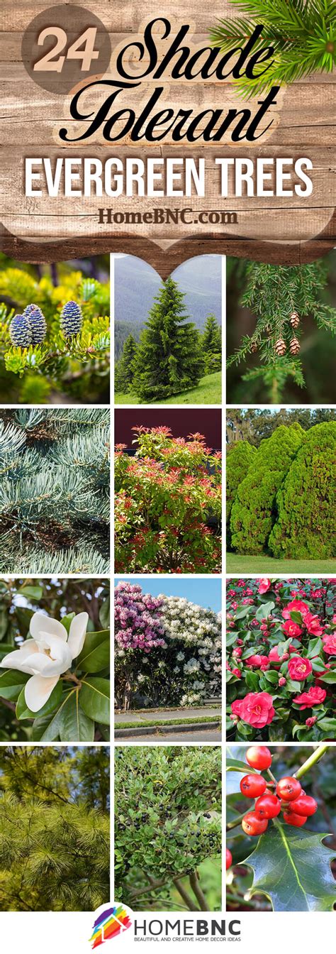 24 Shade Tolerant Evergreen Trees to Plant in Your Garden in 2023