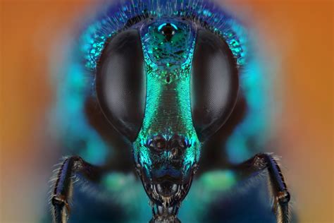 Donald Jusa Insect Images: Photographer Captures Incredible Close-Ups ...