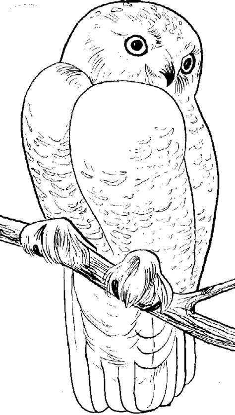 Snowy Owl coloring page - Animals Town - animals color sheet - Snowy Owl free printable coloring ...