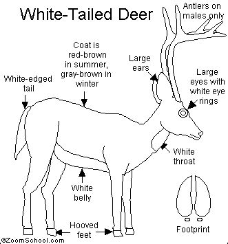 White-Tailed Deer Printout- EnchantedLearning.com