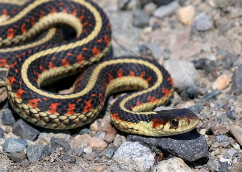 Garter snake | Habitat, Diet, & Facts | Britannica