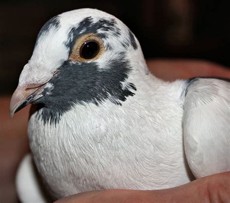 ClayHaven Farms | Racing Pigeons | Pure Paul Sions | Pure Hansennes