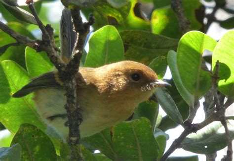 Killing Birds: invasive species in Hawaii – Birds in a Changing World