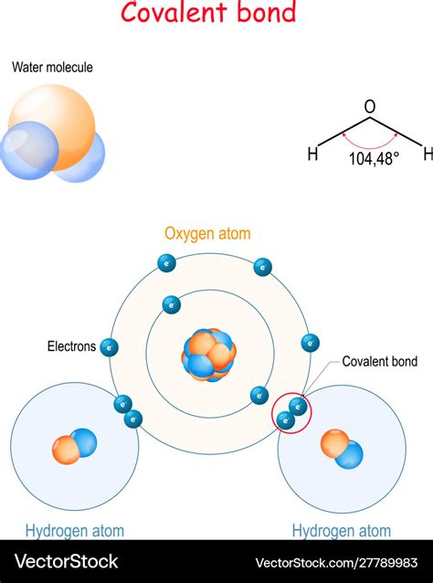 Hydrogen Bond Examples In Water