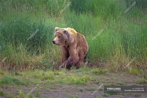 Grizzly Bear sitting — life, fauna - Stock Photo | #163004756