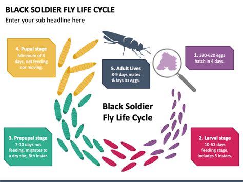 Black Soldier Fly Life Cycle PowerPoint and Google Slides Template - PPT Slides