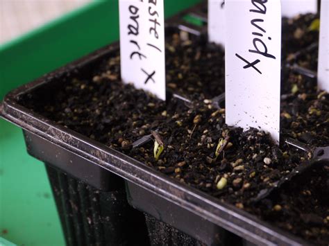 Early Spring: Starting Dahlias from Seed - Unfurlings Flowers