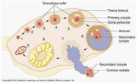 secondary oocyte – Liberal Dictionary