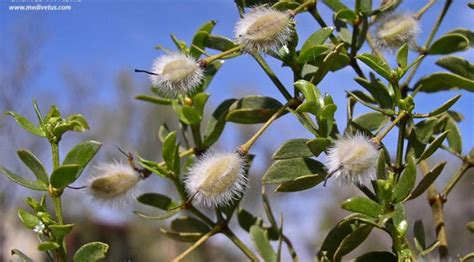 Larrea tridentata | Creosote bush | Medicinal Uses | Charles W. Kane ...