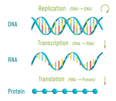 Labeled Diagram Of Protein Synthesis