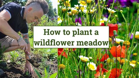 How to create a Wildflower Meadow: Wildlife Garden Design Guide - Episode 4. - Gardening Chronicle