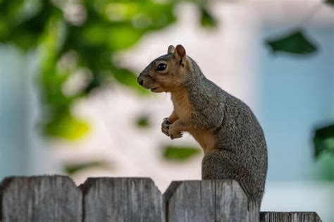 Premium Photo | Graceful squirrel in a natural habitat wildlife in picturesque scenery