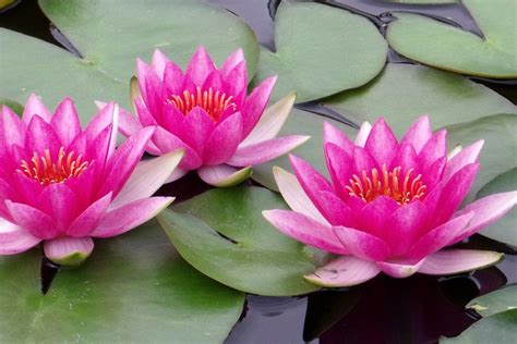 Water lilies, Lily, Pink