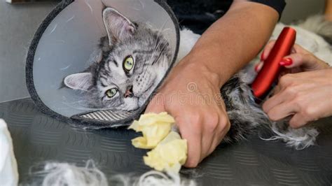 Professional Maine Coon Cat Grooming Close-up. Stock Image - Image of hair, adorable: 125860655